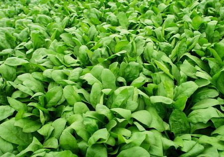 甜菜堿水劑 甜菜堿水劑