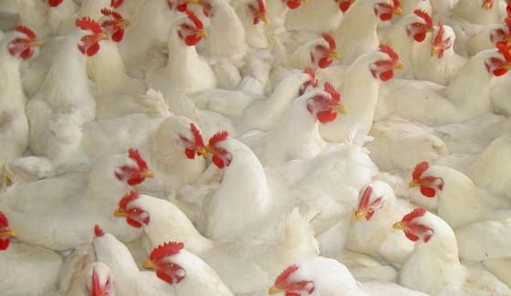 飼料中添加甜菜堿有什么作用