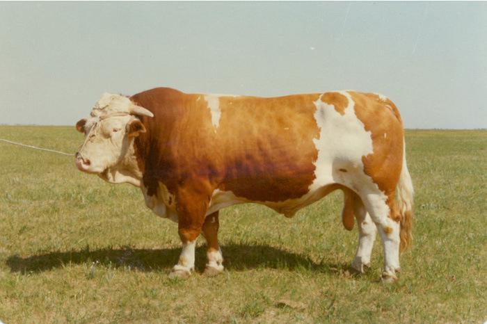 甜菜堿對肉牛的功效 甜菜堿對肉牛的功效