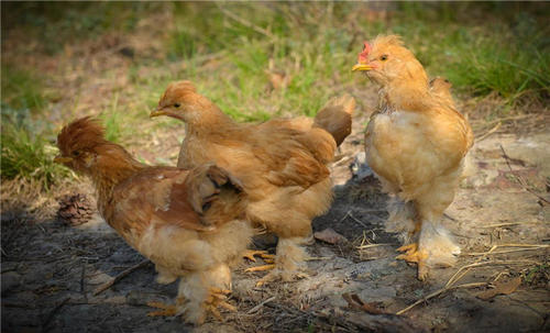 甜菜堿在蛋小雞飼料中的作用