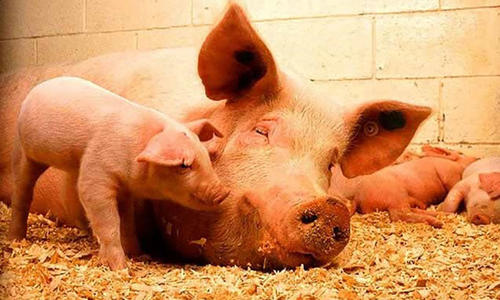 甜菜堿在豬飼料中的作用 甜菜堿在豬飼料中的作用