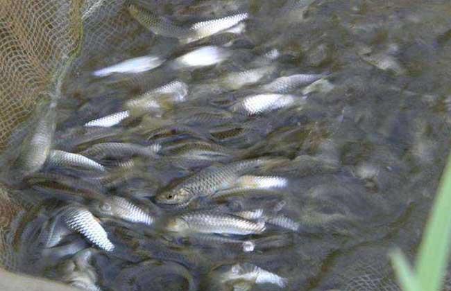 src=http___www.yangzhi.net_file_upload_202004_02_2353266085&refer=http___www.yangzhi.jpg src=http___www.yangzhi.net_file_upload_202004_02_2353266085&refer=http___www.yangzhi.jpg