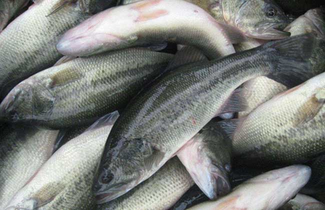 鱸魚(yú) 鱸魚(yú)