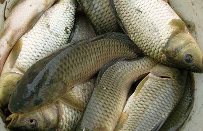 鯉魚(yú) 鯉魚(yú)