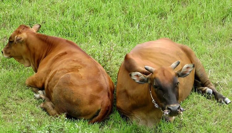 甜菜堿反芻飼料添加劑有用嗎?