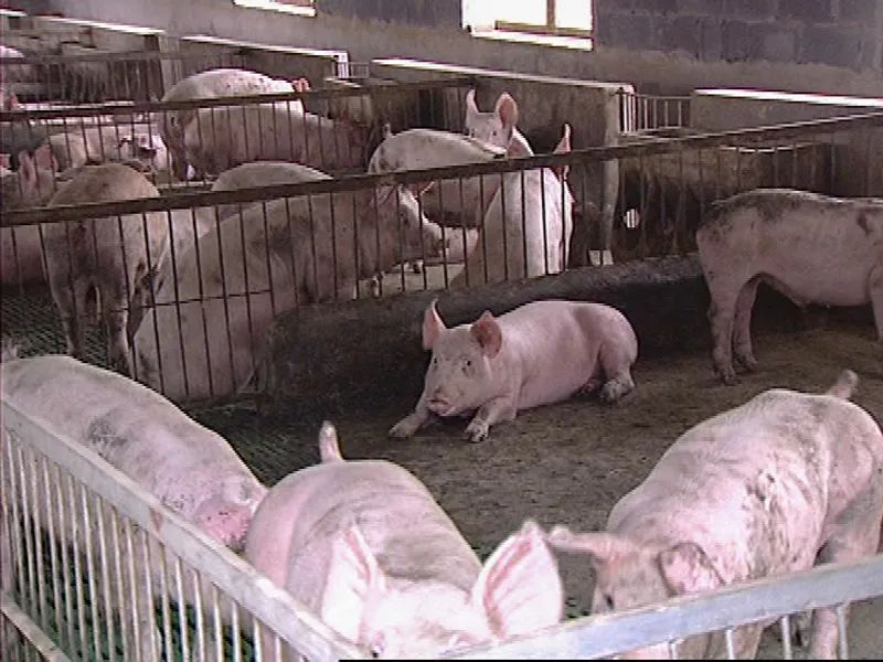 肉豬飼料添加劑 肉豬飼料添加劑
