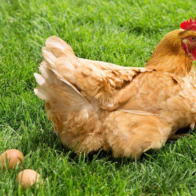 甜菜堿在蛋雞中的應(yīng)用【海爾?！? /></a></dt>
                        <dd>
                            <h3><a href=