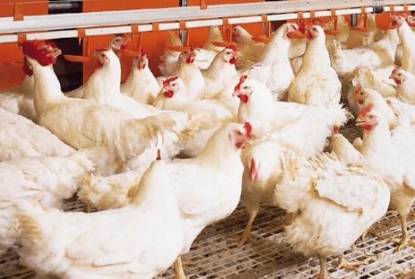 甜菜堿在雞飼料中的應(yīng)用【海爾?！? /></a></dt>
                        <dd>
                            <h3><a href=