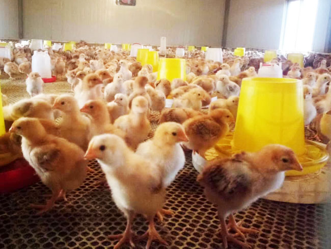 甜菜堿在雞飼料中的運(yùn)用【海爾?！? /></a></dt>
                        <dd>
                            <h3><a href=