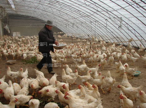 甜菜堿在雞飼料中的作用【海爾?！? /></a></dt>
                        <dd>
                            <h3><a href=