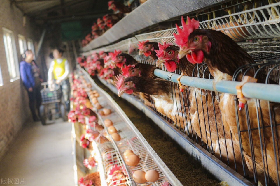 蛋雞喂甜菜堿的作用【海爾?！? /></a></dt>
                        <dd>
                            <h3><a href=