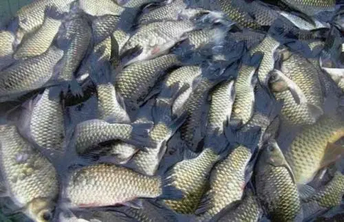 甜菜堿對(duì)鯽魚(yú)的作用【海爾?！? /></a></dt>
                        <dd>
                            <h3><a href=