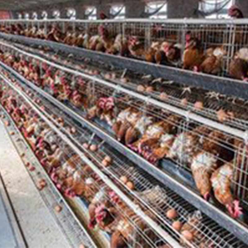 甜菜堿在蛋雞飼料中的應(yīng)用【海爾?！? /></a></dt>
                        <dd>
                            <h3><a href=