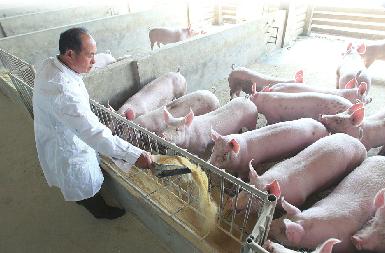 甜菜堿在養(yǎng)豬中的效果【海爾?！? /></a></dt>
                        <dd>
                            <h3><a href=