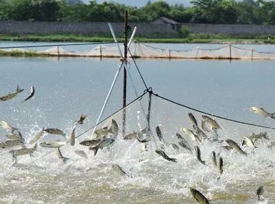 甜菜堿在水產(chǎn)【海爾?！? /></a></dt>
                        <dd>
                            <h3><a href=