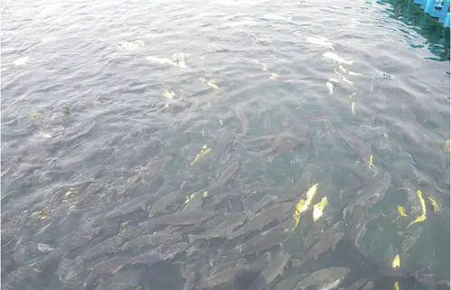 水產(chǎn)甜菜堿用途【海爾?！? /></a></dt>
                        <dd>
                            <h3><a href=