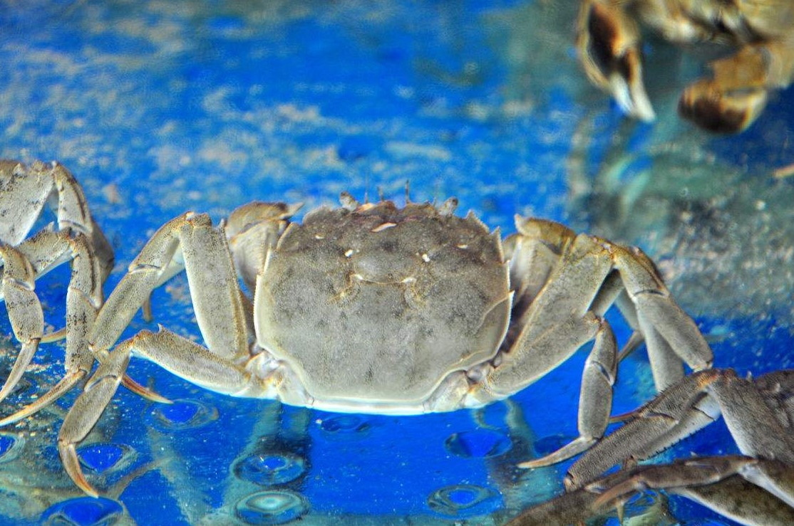 甜菜堿在水產(chǎn)飼料中的應用【海爾?！? /></a></dt>
                        <dd>
                            <h3><a href=