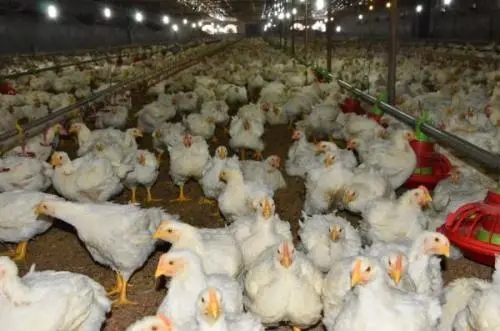 肉雞催肥飼料添加劑甜菜堿