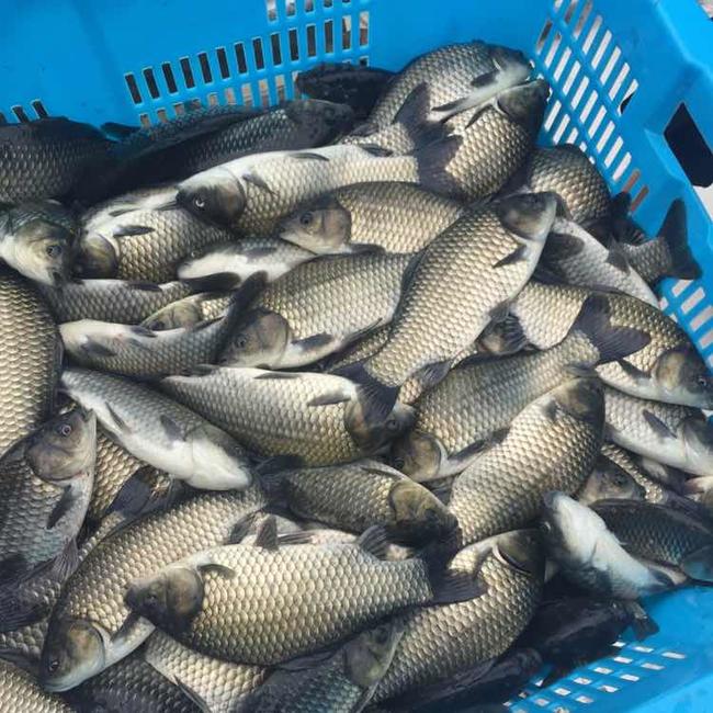 魚類甜菜堿【海爾?！? /></a></dt>
                        <dd>
                            <h3><a href=