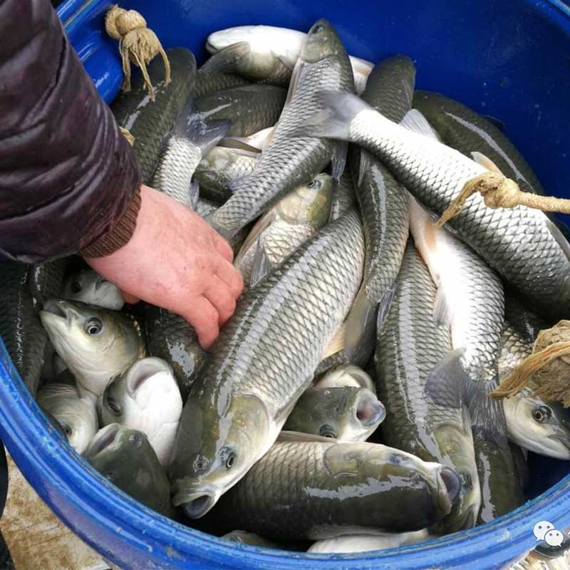 甜菜堿養(yǎng)魚【海爾?！? /></a></dt>
                        <dd>
                            <h3><a href=