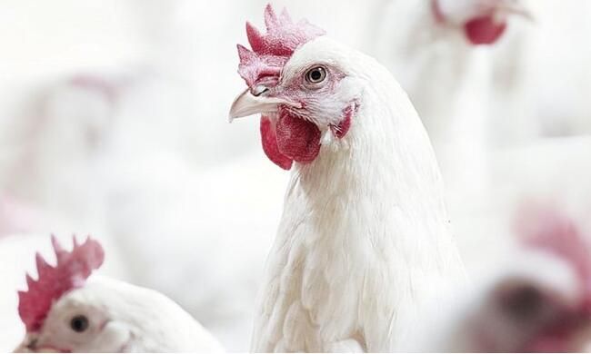 甜菜堿對蛋雞【海爾?！? /></a></dt>
                        <dd>
                            <h3><a href=