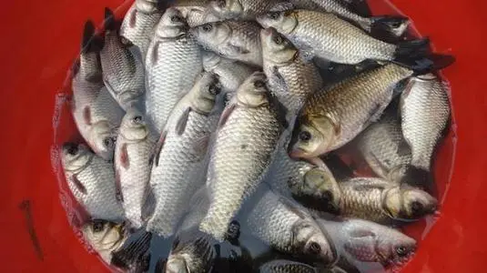 水產(chǎn)飼料復(fù)合甜菜堿【海爾?！? /></a></dt>
                        <dd>
                            <h3><a href=