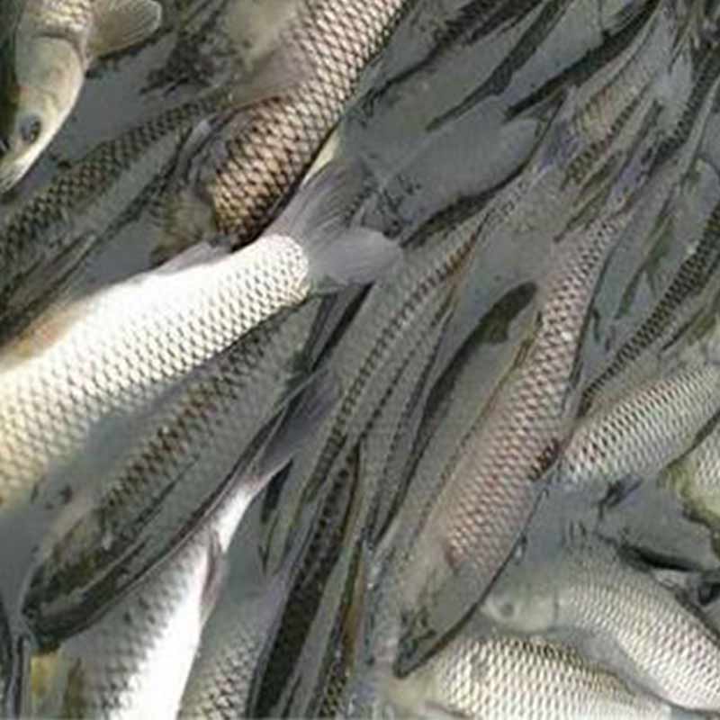 水產(chǎn)用鹽酸甜菜堿【海爾?！? /></a></dt>
                        <dd>
                            <h3><a href=