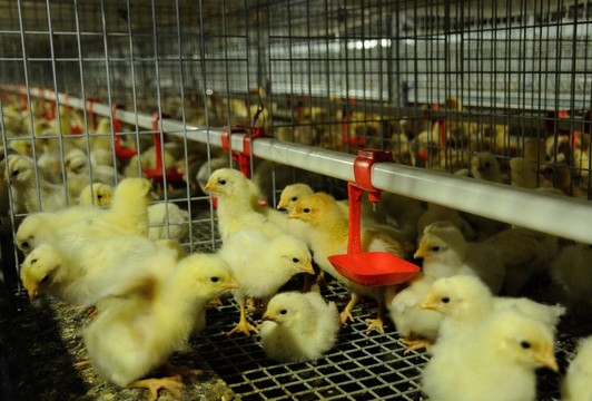 甜菜堿喂蛋雞【海爾?！? /></a></dt>
                        <dd>
                            <h3><a href=