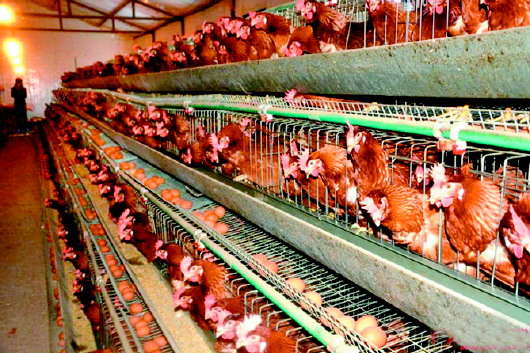 甜菜堿 雞【海爾?！? /></a></dt>
                        <dd>
                            <h3><a href=