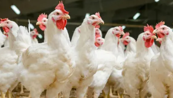 甜菜堿在雞飼料中可抗球蟲病