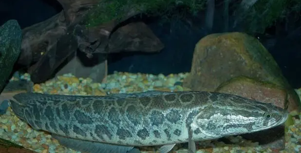 1632549296 1632549296