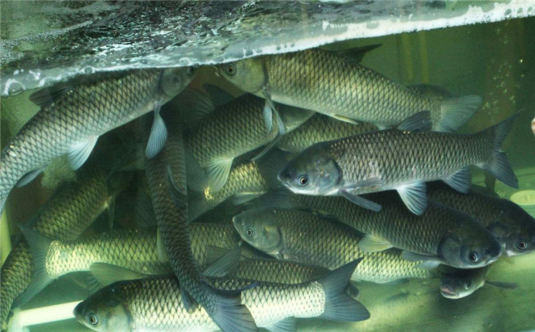 甜菜堿對(duì)魚(yú)【海爾?！? /></a></dt>
                        <dd>
                            <h3><a href=