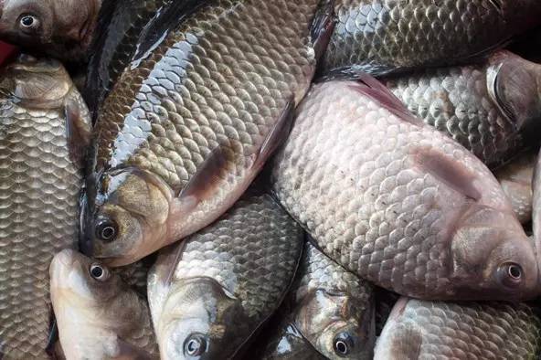 魚(yú)體甜菜堿【海爾?！? /></a></dt>
                        <dd>
                            <h3><a href=