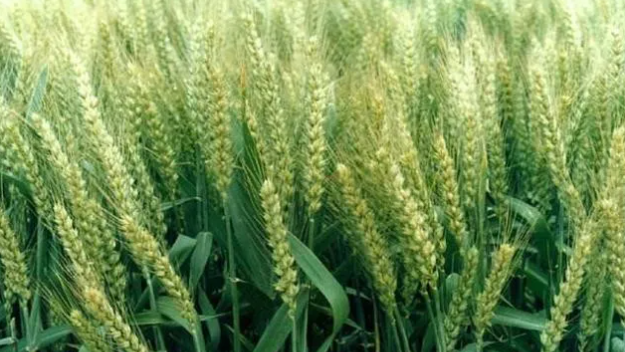 1631754302(1) 1631754302(1)