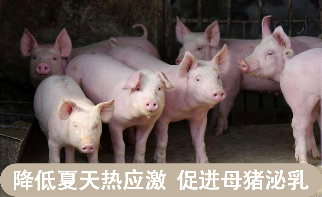 甜菜堿對(duì)豬腸道的保護(hù)作用