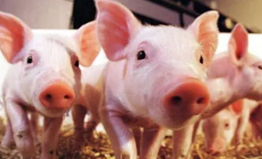 甜菜堿優(yōu)質的作用機制