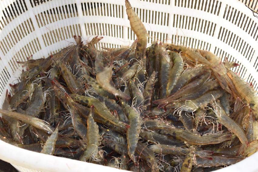 水產(chǎn)用甜菜堿【海爾?！? /></a></dt>
                        <dd>
                            <h3><a href=