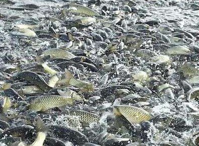 水產(chǎn)甜菜堿【海爾?！? /></a></dt>
                        <dd>
                            <h3><a href=