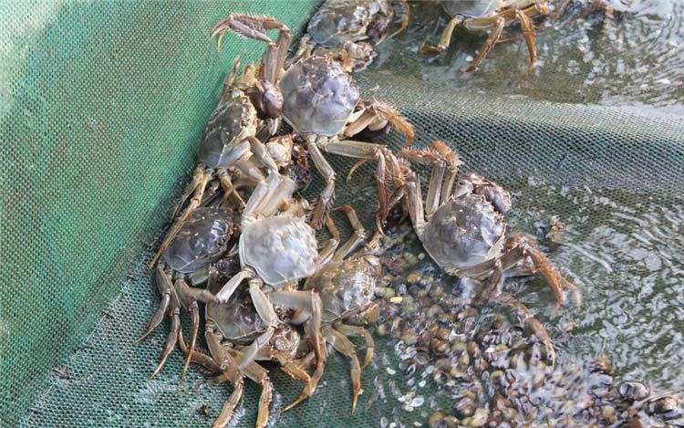 螃蟹用甜菜堿【海爾?！? /></a></dt>
                        <dd>
                            <h3><a href=