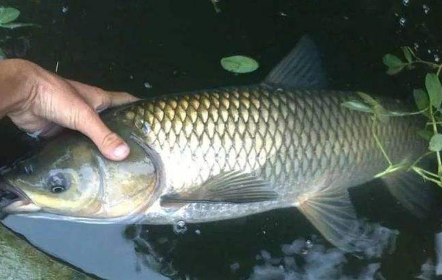 甜菜堿草魚【海爾?！? /></a></dt>
                        <dd>
                            <h3><a href=