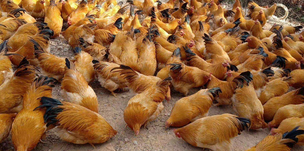 甜菜堿對肉雞的功效【海爾?！? /></a></dt>
                        <dd>
                            <h3><a href=