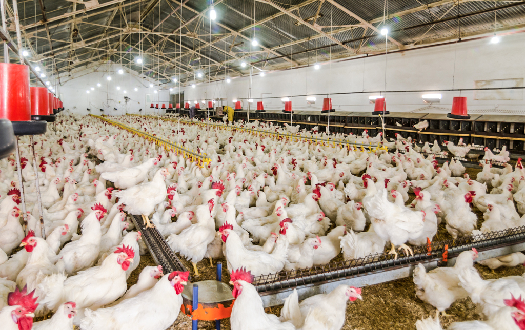 10473926_105039474082_2 10473926_105039474082_2