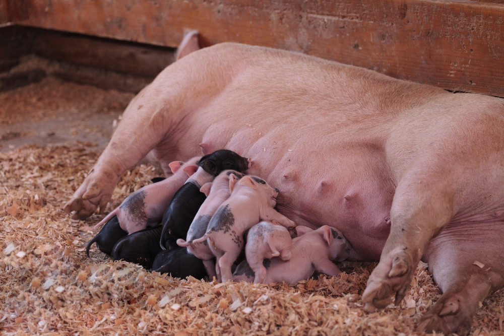 1003128885322448944 1003128885322448944