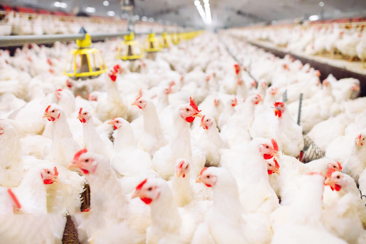 6a3939dc1445b09d98e92500cecb6821d322ab4728a7d-gtt6Dz 6a3939dc1445b09d98e92500cecb6821d322ab4728a7d-gtt6Dz