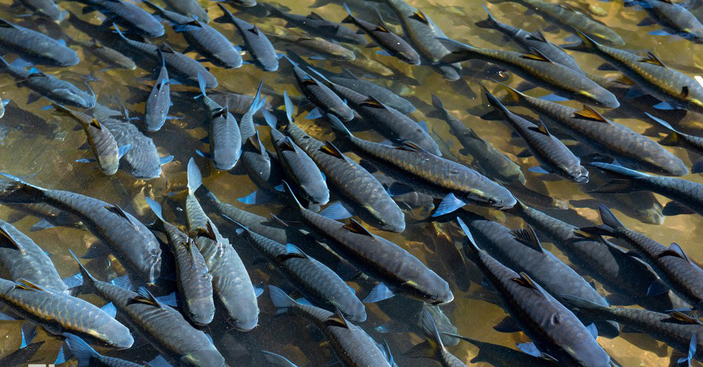 931325312723976264 931325312723976264