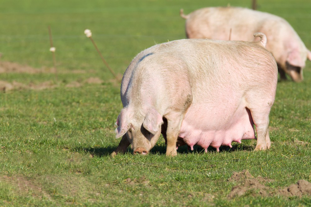 994033467442331648 994033467442331648