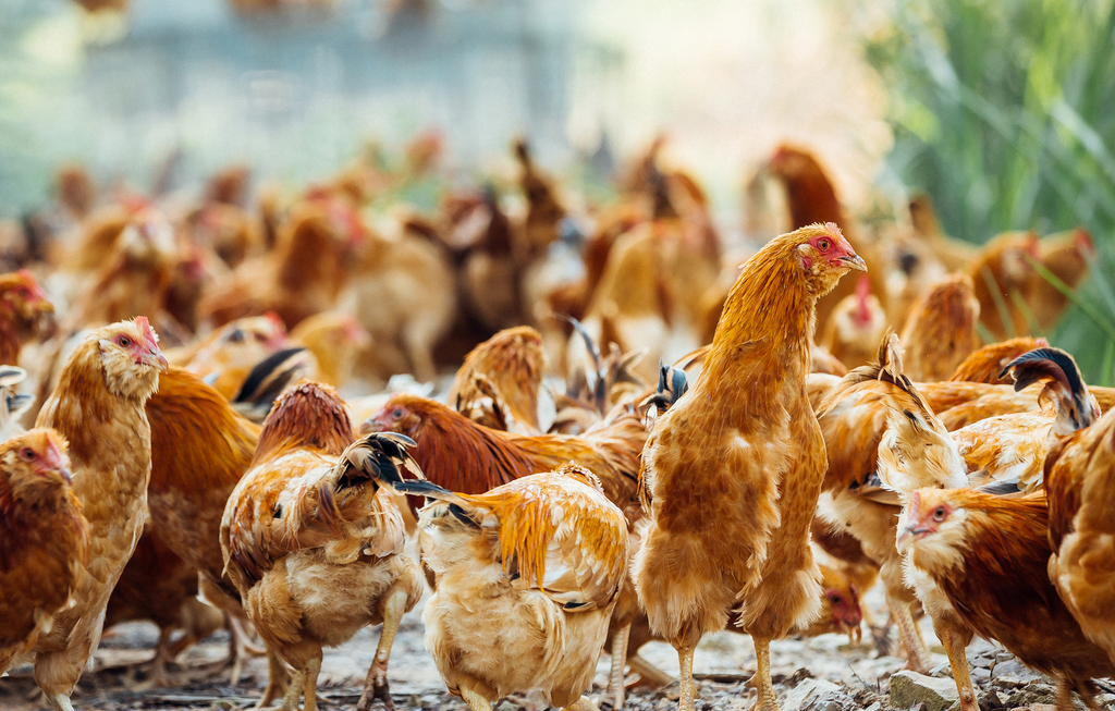 9885883_210505132084_2 9885883_210505132084_2