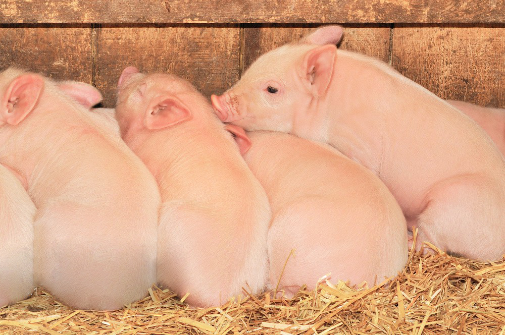 1026475365473190017 1026475365473190017