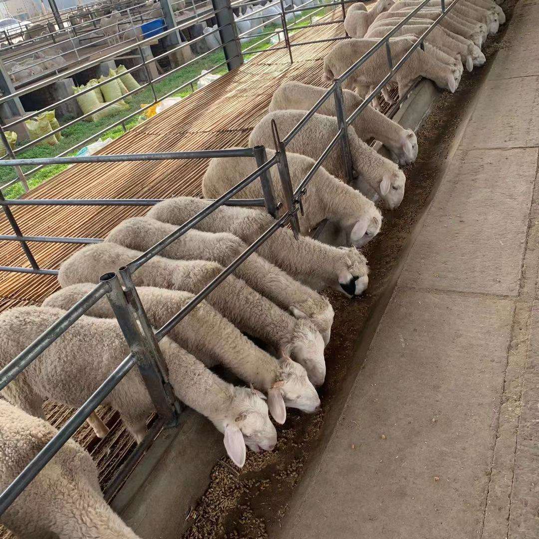 src=http___cbu01.alicdn.com_img_ibank_O1CN01nZQ70S1vNKRDWu5jp_!!2211256356160-0-cib&refer=http___cbu01.alicdn.jpg src=http___cbu01.alicdn.com_img_ibank_O1CN01nZQ70S1vNKRDWu5jp_!!2211256356160-0-cib&refer=http___cbu01.alicdn.jpg