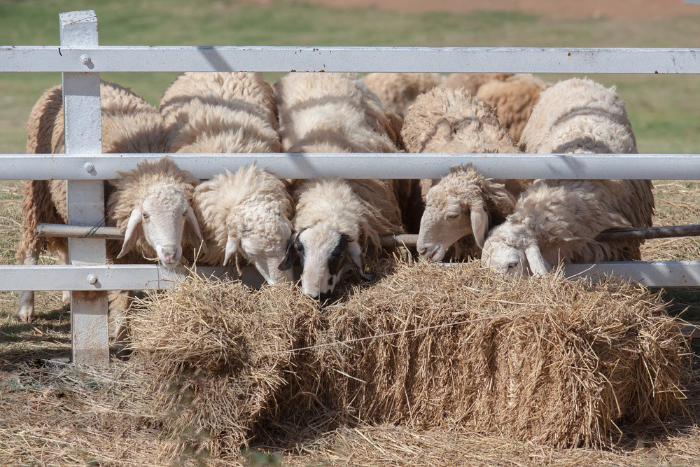 980006602467442723 980006602467442723